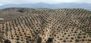 El Grupo Operativo AOVE Tradicional formará y asesorará a los agricultores de olivar tradicional