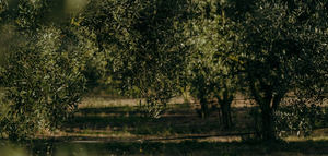 AgRimate: investigación e innovación para el olivar tradicional