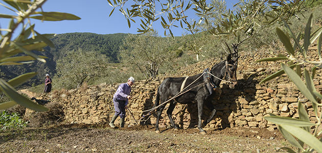 En busca de un paquete de medidas urgentes para el olivar tradicional
