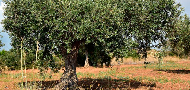 Estrategias de diferenciación en el mercado del AOVE: de la tradición a la innovación