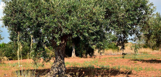 Asaja prepara sus alegaciones a la norma que regulará la intervención sectorial del olivar tradicional