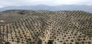 La falta de información es uno de los principales obstáculos de los consumidores para comprar AOVE de olivar tradicional