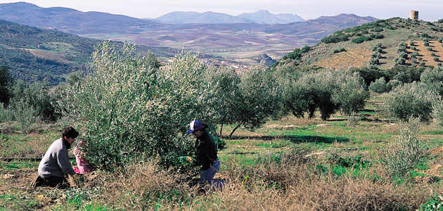 Jaén pide ayudas a la Junta de Andalucía para ejecutar cuatro proyectos que hagan más rentable el sector oleícola