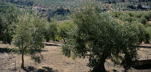 Extremadura anuncia medidas para paliar los efectos de la sequía en el olivar