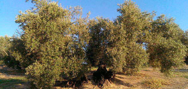 COAG-Jaén pide la reducción del módulo fiscal para el olivar