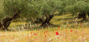 El suelo del olivar se perfila como gran aliado frente al cambio climático
