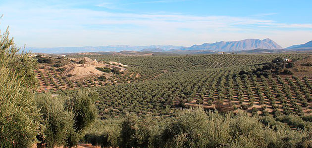 Una tesis propone una solución innovadora para conocer la evolución de plantaciones de olivar