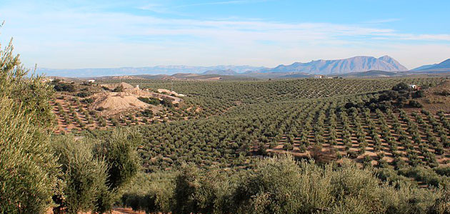 La revolución oleícola actual: sus impactos socio-económicos y demográficos en los territorios del olivar