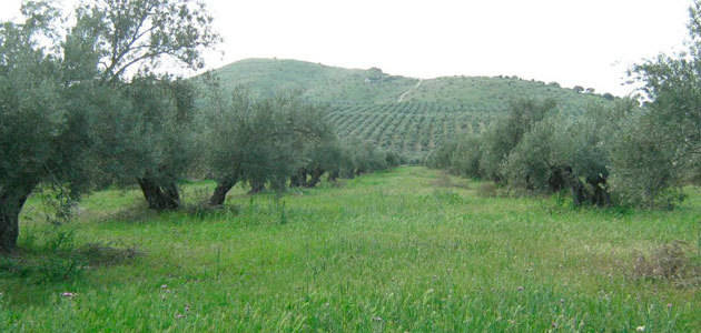 Los efectos ambientales positivos propician la implantación de cubiertas vegetales en el olivar