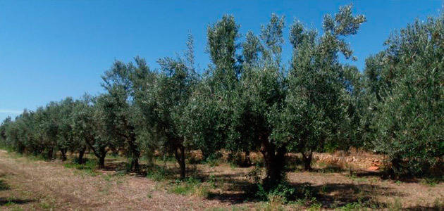 El olivar, entre los cultivos más afectados por el temporal en la Comunidad Valenciana