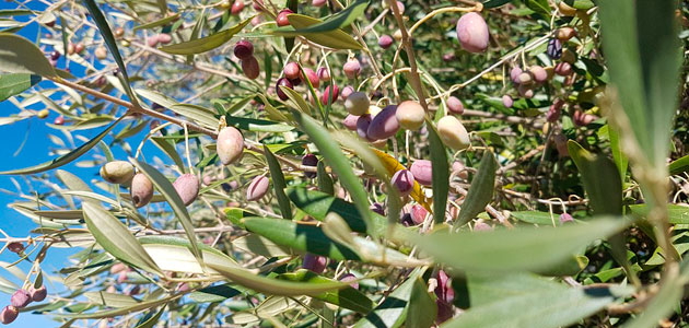 Oleoturismo y gastronomía en la Ruta del Aceite de Oliva de Extremadura 