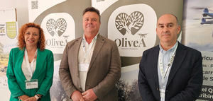 La asociación OliveA reivindica en su presentación oficial la necesidad urgente de poner en valor el olivar tradicional