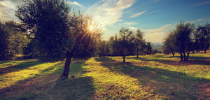 El proyecto OLIVEBIOME demuestra el potencial de los residuos del olivar como recurso sostenible