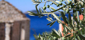 Olivecan, una aplicación para predecir el futuro del olivo