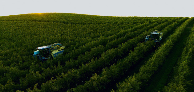 El CSIC y Olivérica impulsan la investigación en olivar en seto