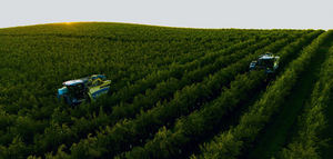 El CSIC y Olivérica impulsan la investigación en olivar en seto