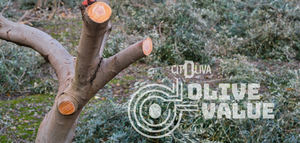 OLIVEVALUE ofrece al sector oleícola una brújula tecnológica para transformar sus subproductos