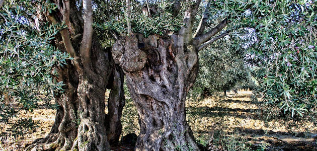 Valencia y Cataluña impulsan la Ruta de los Olivos Milenarios