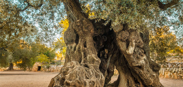 El Territorio Sénia acuerda una declaración en defensa de los olivos monumentales