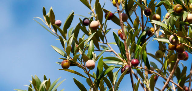 La CE cifra en 888.417 t. la producción europea de aceite de oliva en el primer trimestre de campaña