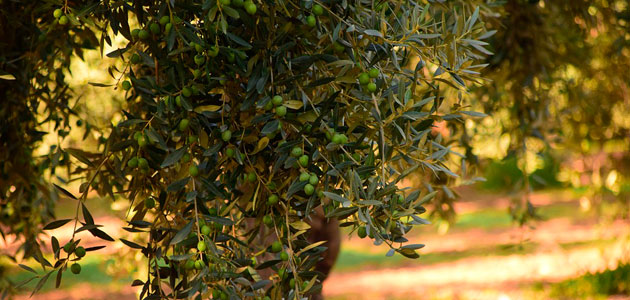 El USDA reduce sus previsiones de producción mundial de aceite de oliva a 2,62 millones de t.