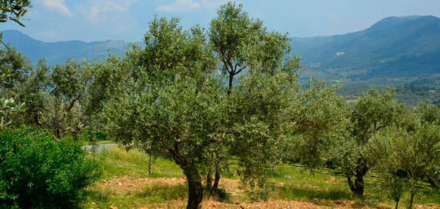 El USDA prevé que la producción mundial de aceite de oliva aumente hasta 2,7 millones de toneladas esta campaña