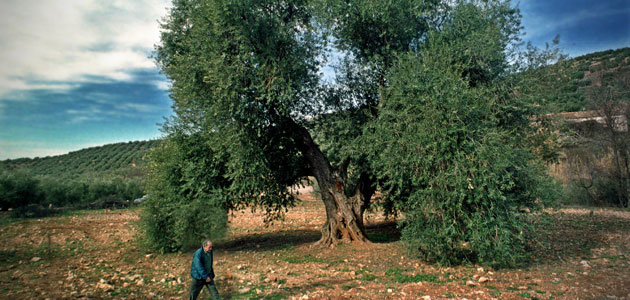 Fallados los premios AEMO al Mejor Olivo Monumental, la Difusión de la Cultura del Olivo y la Mejor Almazara