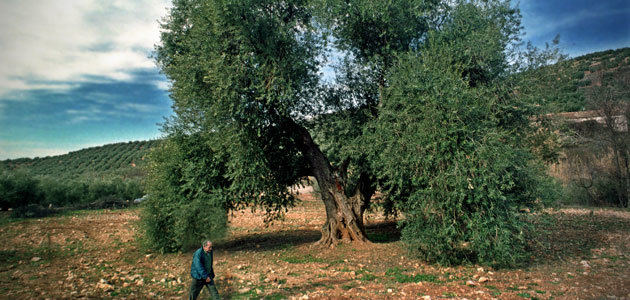 AEMO convoca su premio al mejor olivo monumental