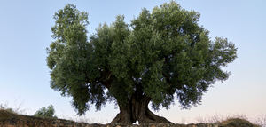 Olivera del Suavo gana el Premio AEMO al Mejor Olivo Monumental de España 2026
