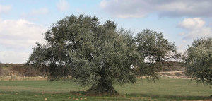 El cambio climático pone en peligro la viabilidad comercial del olivo a medio plazo, según un estudio