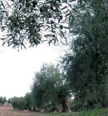 COAG-Jaén reclama medidas contra la sequía en el olivar