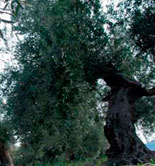 El precio de la tierra de olivar descendió un 2% en 2013