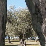 El Perdigocho de la Cárcava, Premio al Mejor Olivo Monumental de Madrid