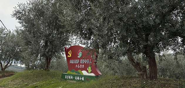 China se rinde al olivo