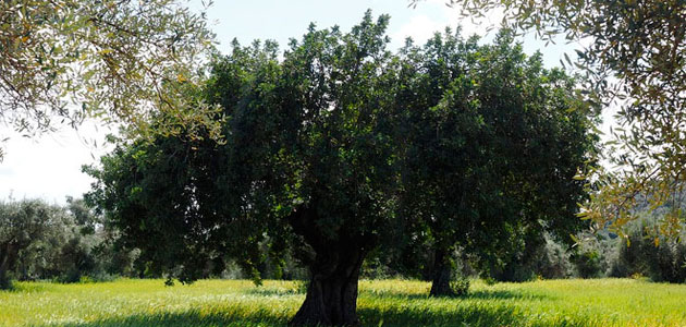 Calculan el consumo de agua de cultivos como el olivar para diseñar sistemas de riego de precisión