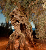 El Olivo de las Cuatro Patas, elegido por AEMO Mejor Olivo Monumental de España 2016