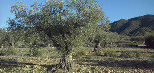 La superficie cultivada de olivar ecológico en España aumentó un 2,5% en 2018