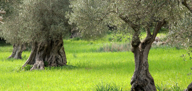 La superficie mundial de olivar ecológico continúa al alza y se sitúa en 902.601 hectáreas