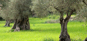 ¿Cómo ha evolucionado la producción ecológica en Andalucía?