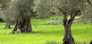 La superficie cultivada de olivar ecológico en España aumentó un 6,4% en 2020