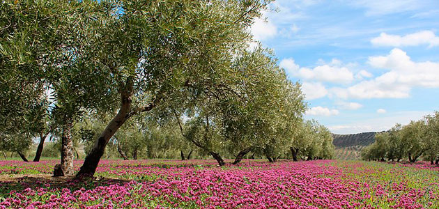 Bruselas avanza más detalles de su propuesta para la PAC después de 2027