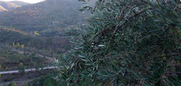 Identificadas 20 variedades de olivo autóctonas de Galicia