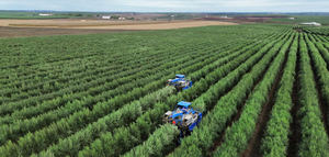 Olivogestão: gestión integral del olivar en la nueva escala del Alentejo