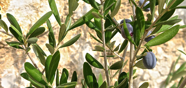 El COI prevé que la producción mundial de aceite de oliva se reduzca un 2,28% esta campaña