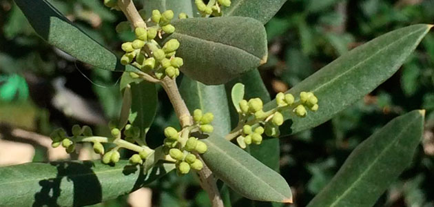 Un análisis de las plantaciones de olivar en Andalucía
