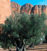 Descubren diez nuevas variedades de olivo autóctonas en comarcas altoaragonesas