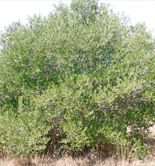 Un estudio demuestra que el olivo regula la cantidad de luz que entra en su copa