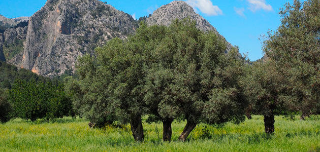 Olive Health, una nueva cátedra sobre la sanidad del olivar