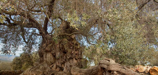 Avanza la cosecha de las aceitunas de la variedad farga de olivos milenarios