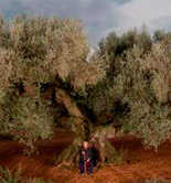 Una colección de fotografías de los olivos más antiguos del mundo
